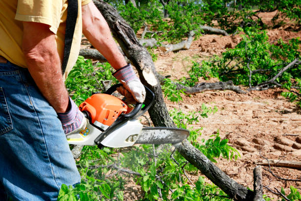 Why Choose Our Tree Removal Services in Little Chute, WI?